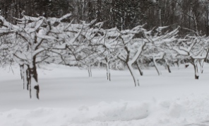 Apple Trees Encased In Snow