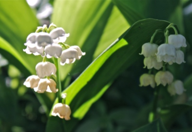 Delicate Lily Of The Valley