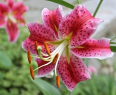 Asiatic Lily...The Oh Wow Factor In The Garden
