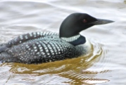 Spotting A Loon On Long Lake Is Almost Guaranteed
