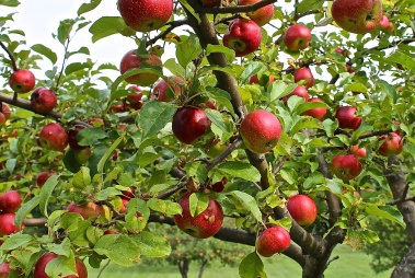 apples ready to pick