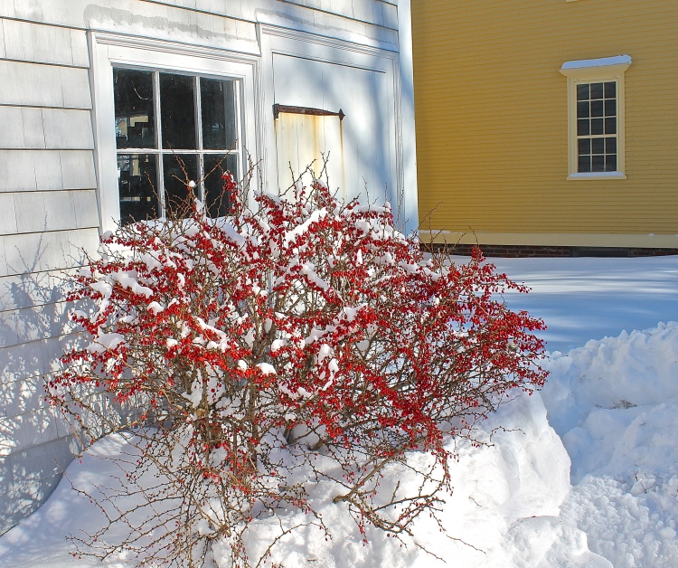 Red Winter Berries Seem To Glow Against The Snow