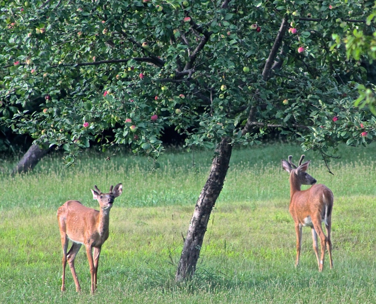 In A Normal Year There Are Plenty Of Apples For Us And The Critters