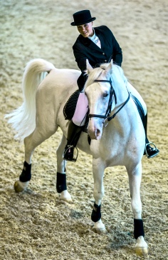 Take A Riding Lesson On A Lipperzaner Stallion